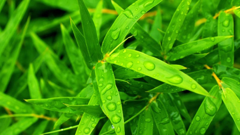 Bamboo leaves with water droplets on them.